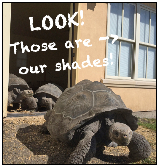 tortoises shades